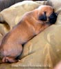 Tanyati B Litter