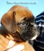 Tanyati B Litter