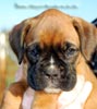 Tanyati B Litter