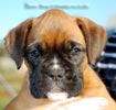 Tanyati B Litter