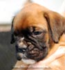 Tanyati B Litter