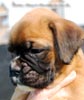 Tanyati B Litter