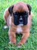 Tanyati B Litter