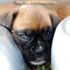 Tanyati B Litter