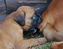 Tanyati B Litter