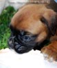 Tanyati B Litter