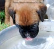 Tanyati B Litter
