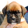 Tanyati B Litter