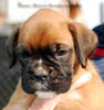 Tanyati B Litter