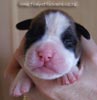 Tanyati B Litter