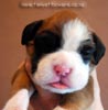 Tanyati B Litter