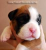 Tanyati B Litter