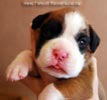 Tanyati B Litter