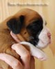 Tanyati B Litter