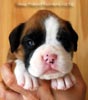 Tanyati B Litter