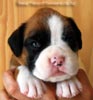 Tanyati B Litter
