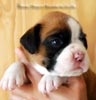 Tanyati B Litter