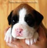 Tanyati B Litter