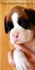 Tanyati B Litter