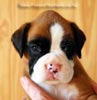 Tanyati B Litter