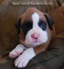 Tanyati B Litter