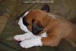 Tanyati B Litter