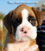 Tanyati B Litter