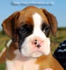 Tanyati B Litter