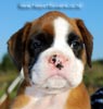 Tanyati B Litter