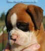 Tanyati B Litter