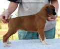 Tanyati B Litter
