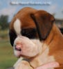 Tanyati B Litter