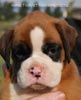 Tanyati B Litter