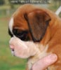 Tanyati B Litter
