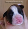 Tanyati B Litter