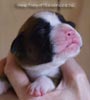 Tanyati B Litter