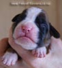 Tanyati B Litter