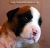 Tanyati B Litter