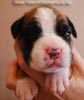 Tanyati B Litter