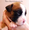 Tanyati B Litter