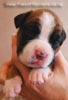 Tanyati B Litter