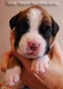Tanyati B Litter