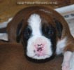 Tanyati B Litter
