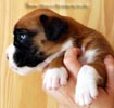 Tanyati B Litter