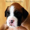 Tanyati B Litter