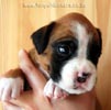 Tanyati B Litter