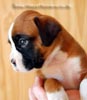 Tanyati B Litter