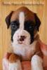 Tanyati B Litter