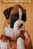 Tanyati B Litter