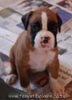 Tanyati B Litter